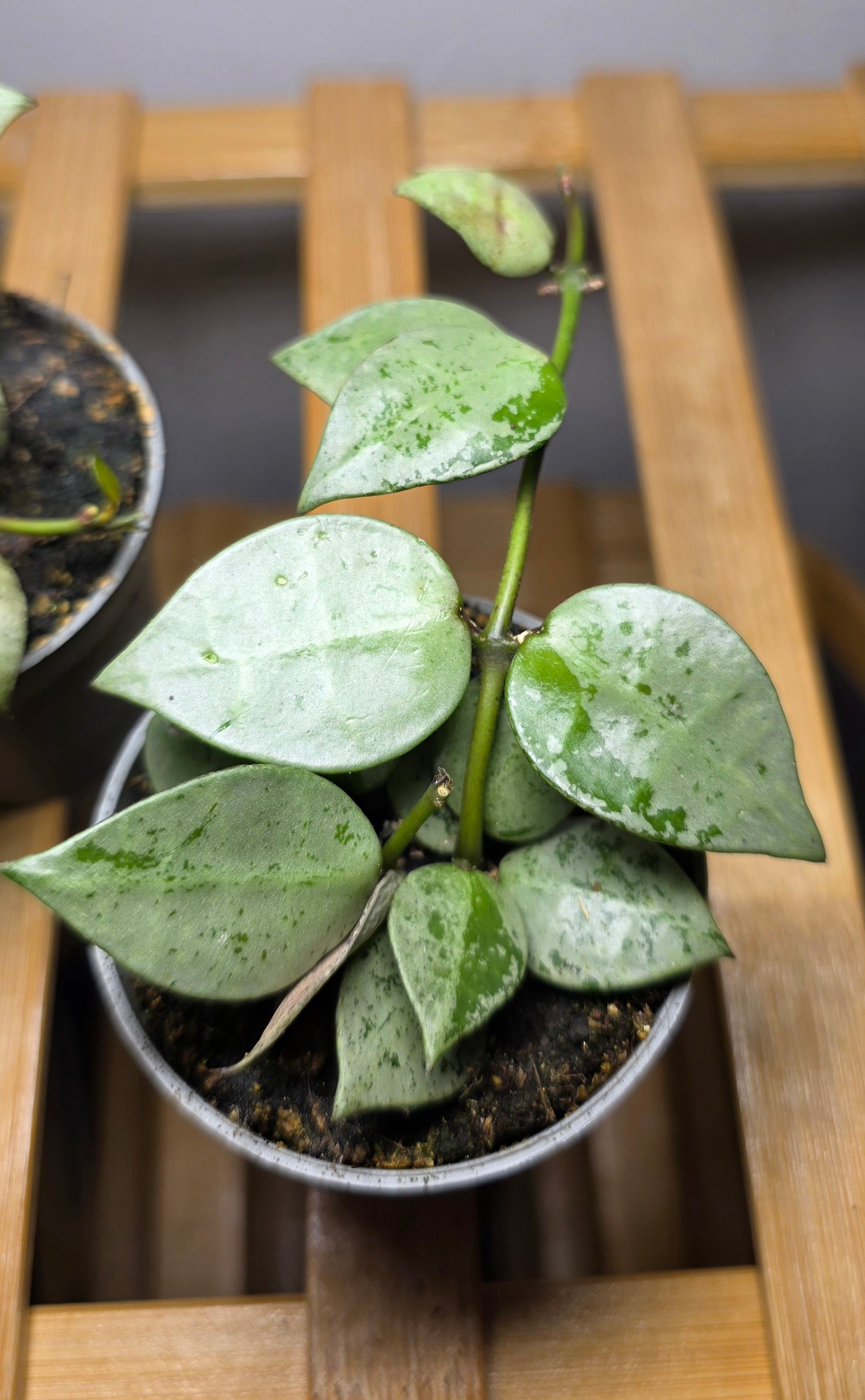 Hoya krohniana ‘Eskimo’ – Hoya Lacunosa 'Silver'