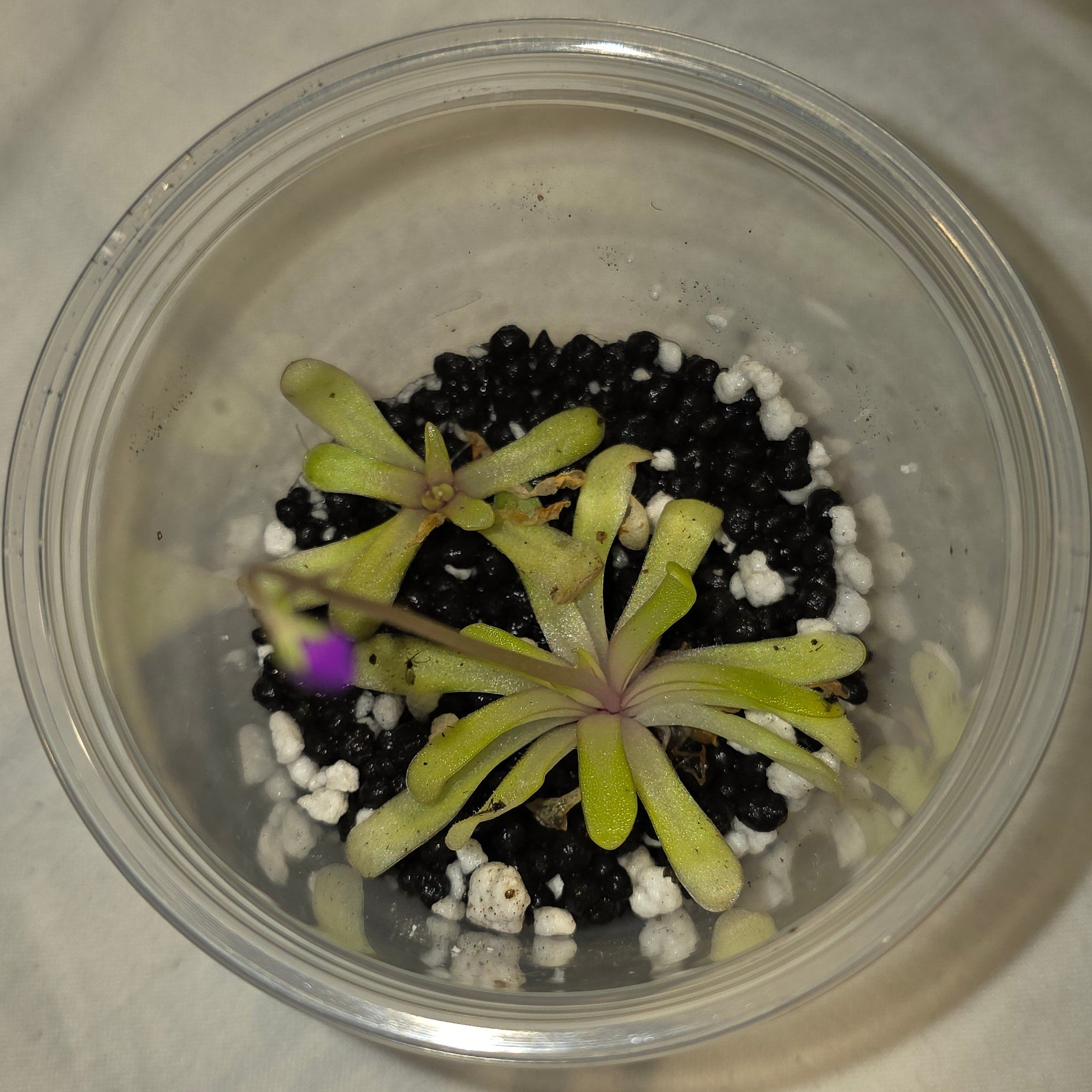Pinguicula (Butterwort) – Carnivorous Plant in Perlite & Fluval Cup