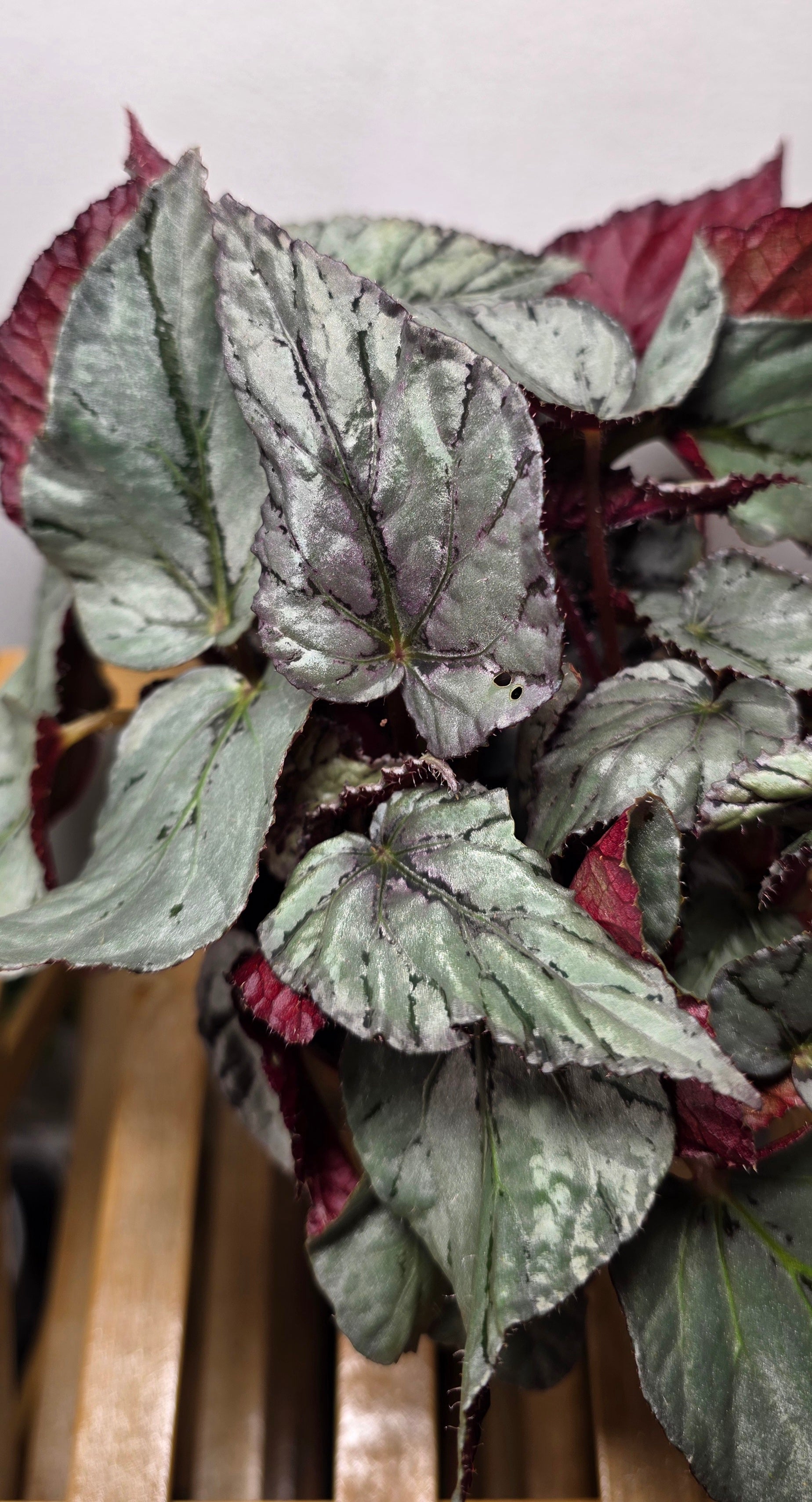 Begonia ‘Arctic Breeze’ – Silver Foliage Begonia