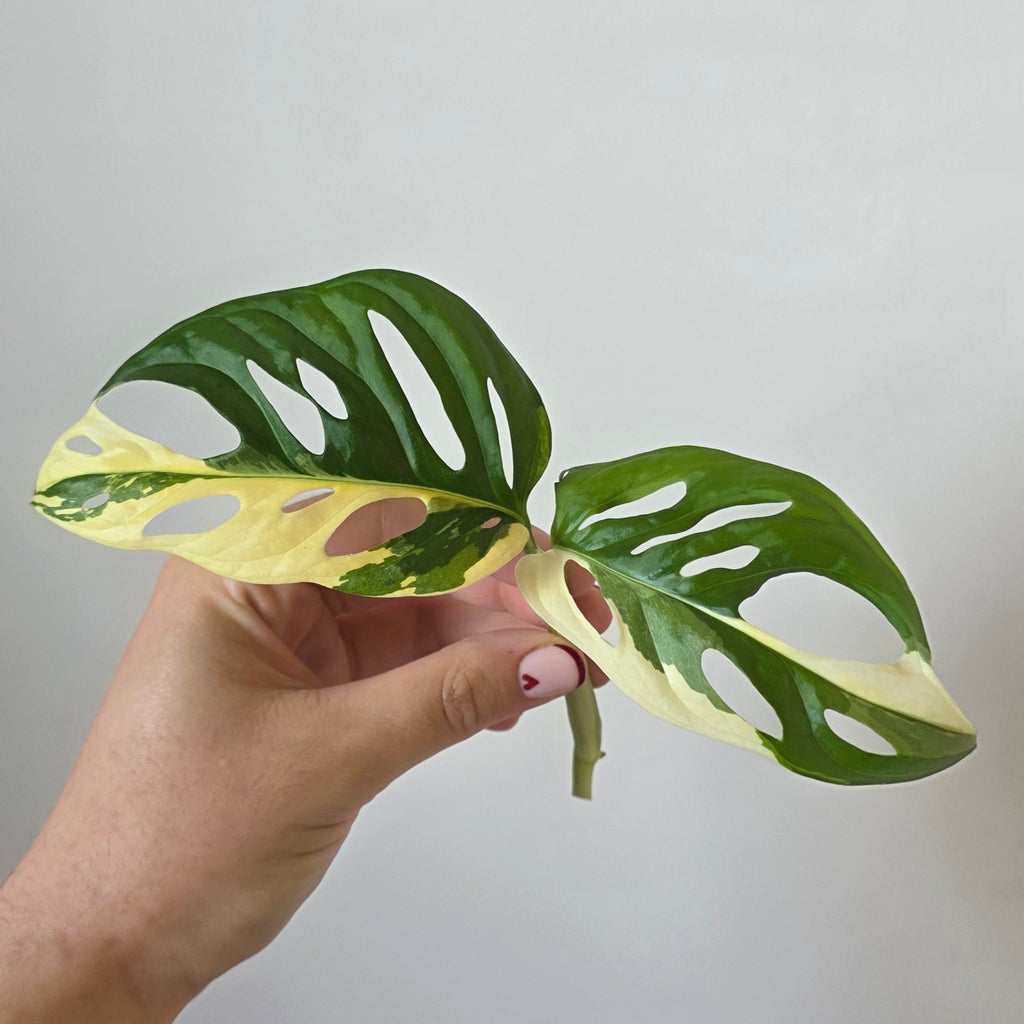 Monstera adansonii Albo – Variegated Albo Cutting
