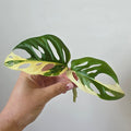 Monstera adansonii Albo – Variegated Albo Cutting