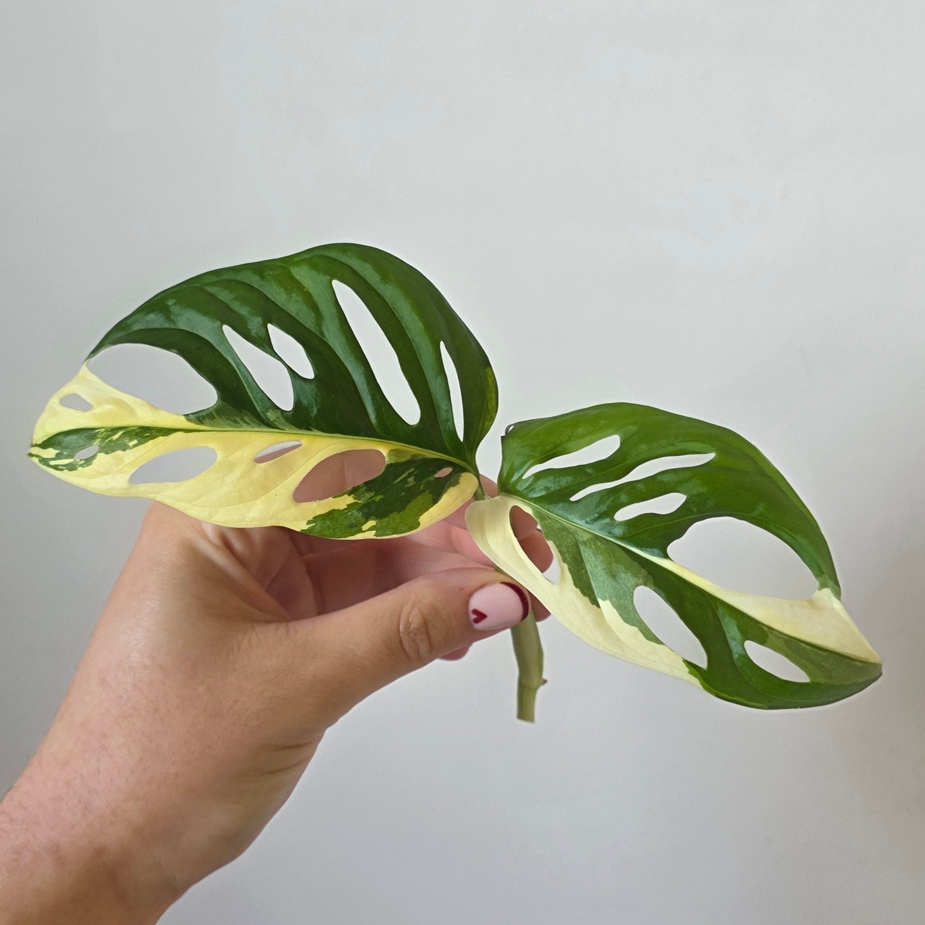 Monstera adansonii Albo – Variegated Albo Cutting