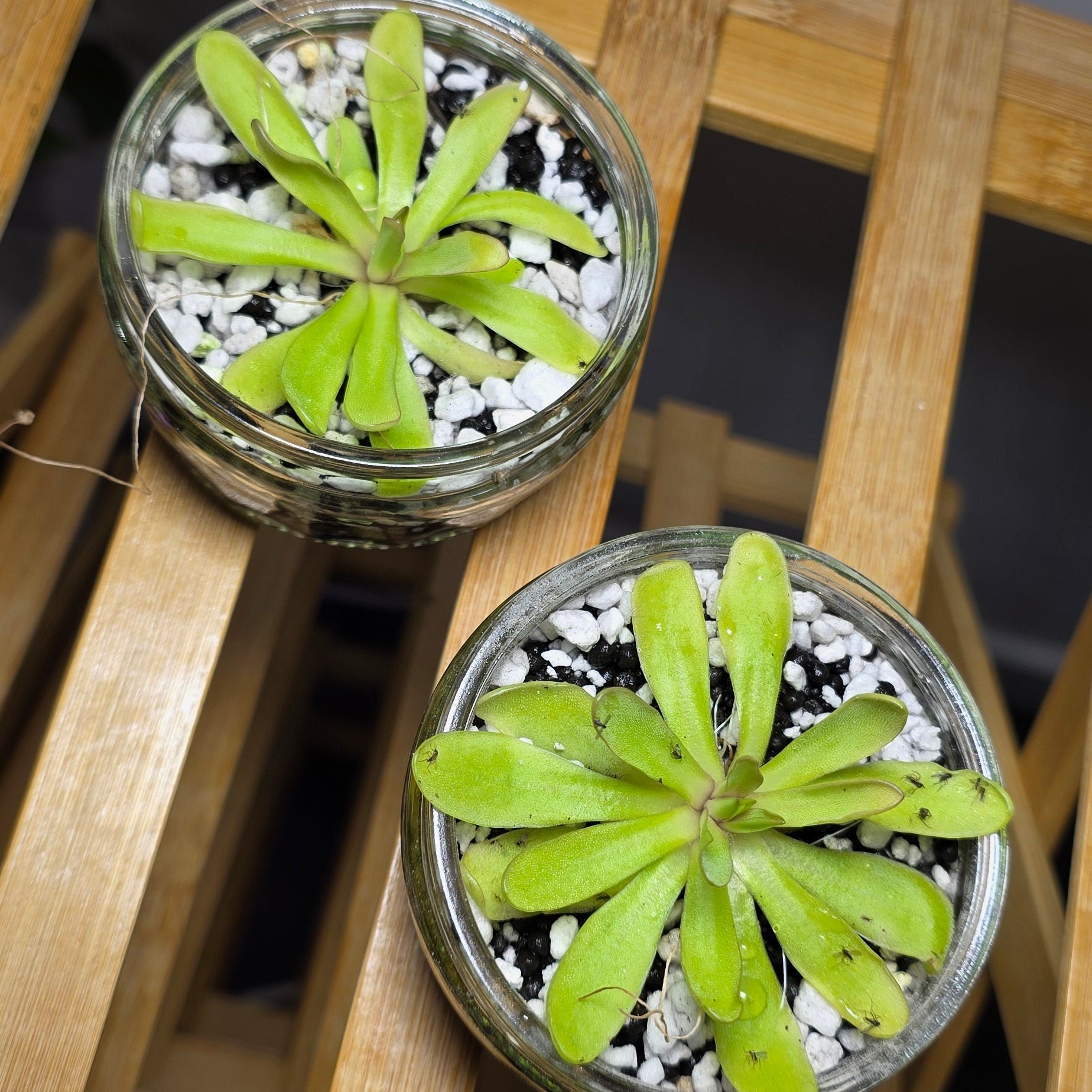 Mini Pinguicula in Glass Bowl – Butterwort Carnivorous Plant x1