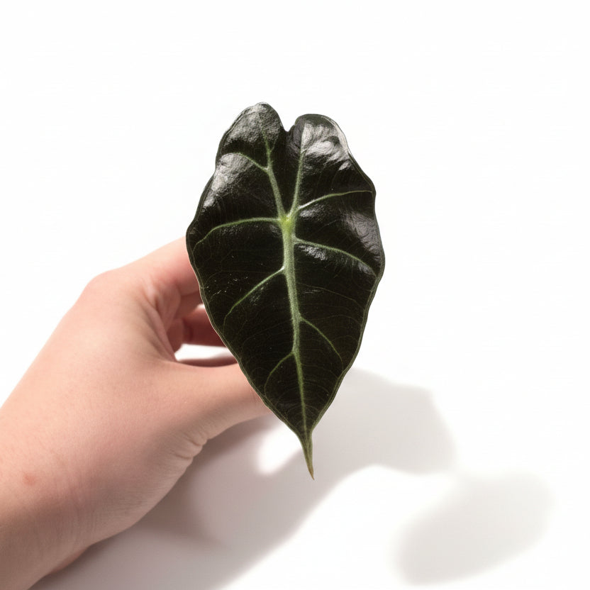 Alocasia Polly Pup – Baby Alocasia Starter Plant