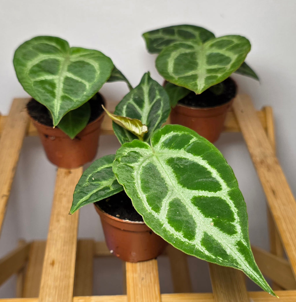 Anthurium Crystallinum – Velvet Silver Veined Anthurium