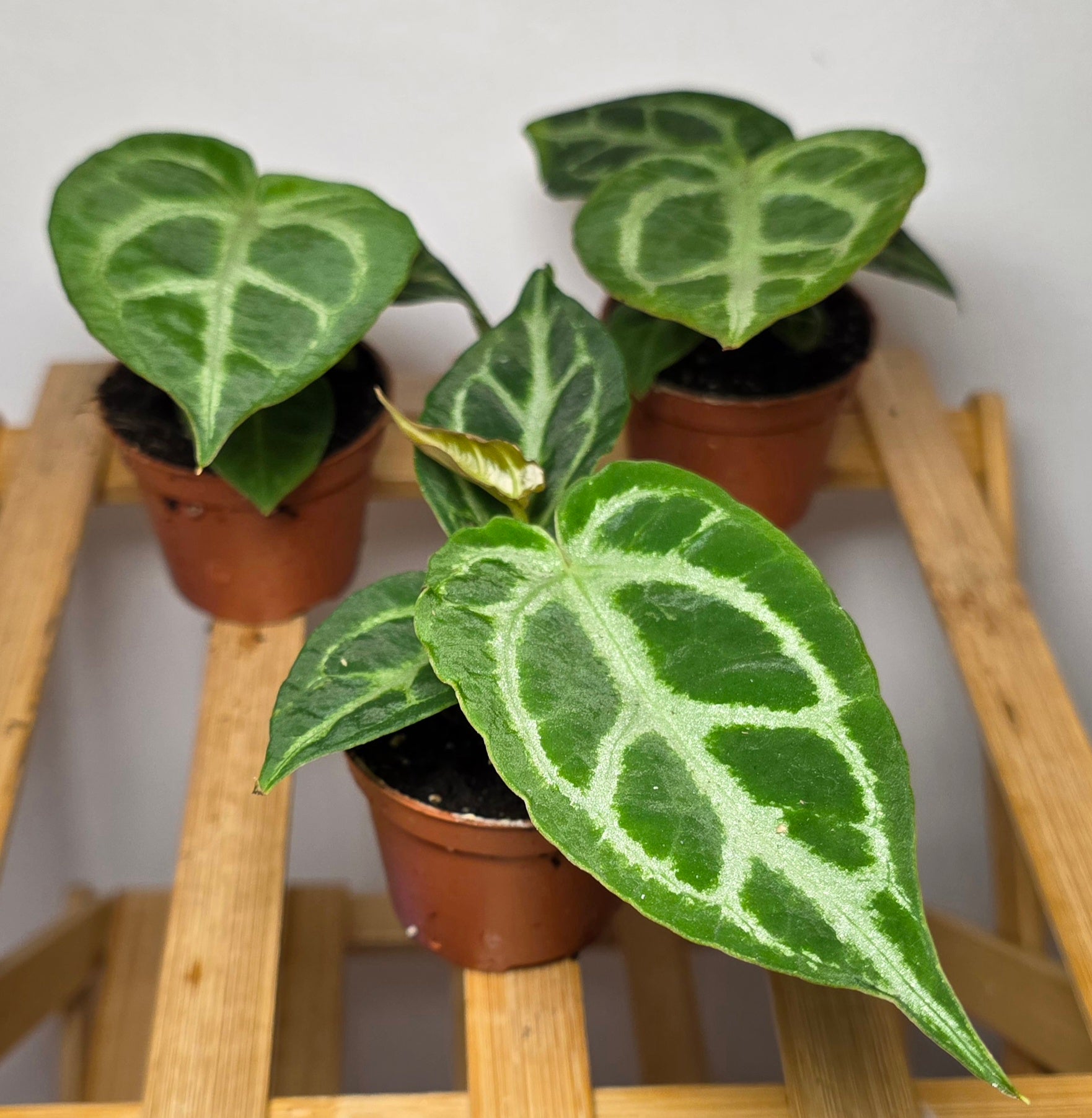 Anthurium Crystallinum – Velvet Silver Veined Anthurium