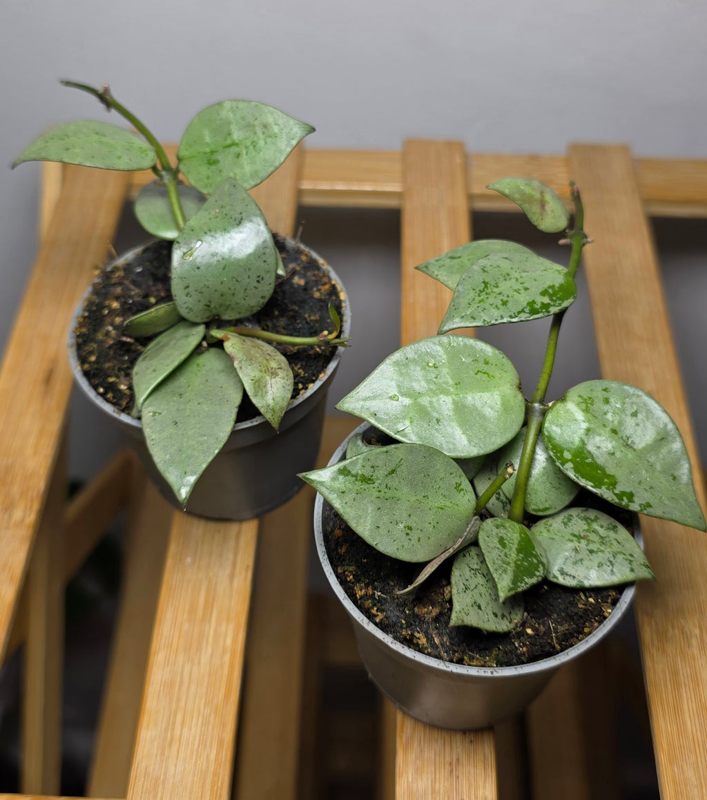 Hoya krohniana ‘Eskimo’ – Hoya Lacunosa 'Silver'