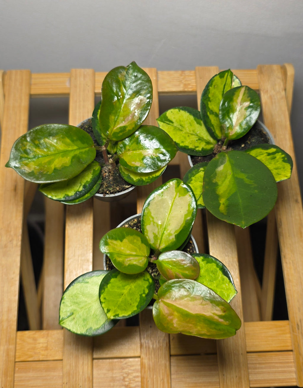 Hoya australis ‘Lisa’ – Variegated Trailing Hoya