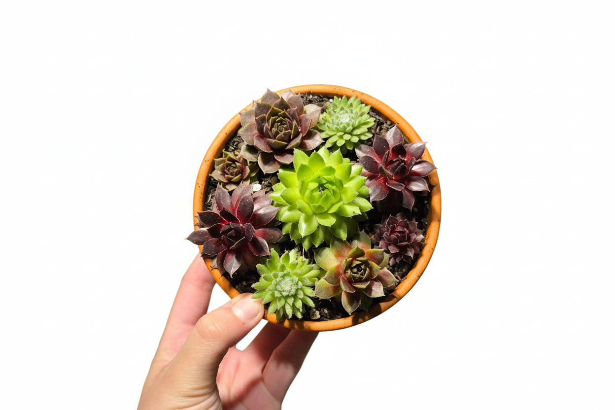 Mixed Succulents in Terracotta Pot – Mini Succulent Arrangement
