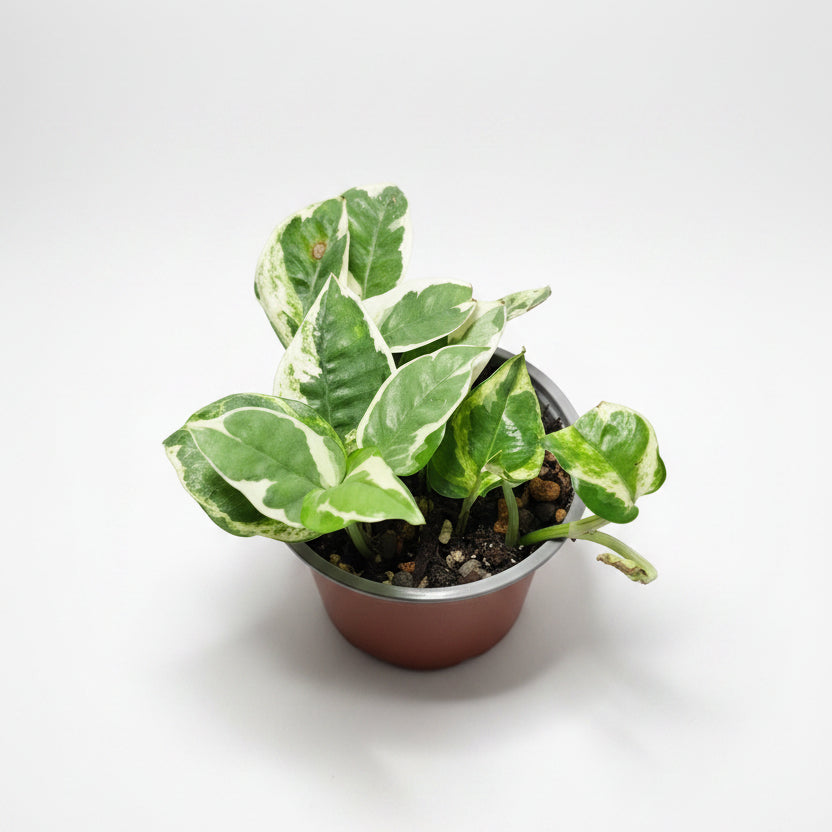 N’Joy Pothos – Variegated Epipremnum Houseplant