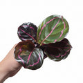 Calathea ‘Dottie’ – Dark Foliage Prayer Plant