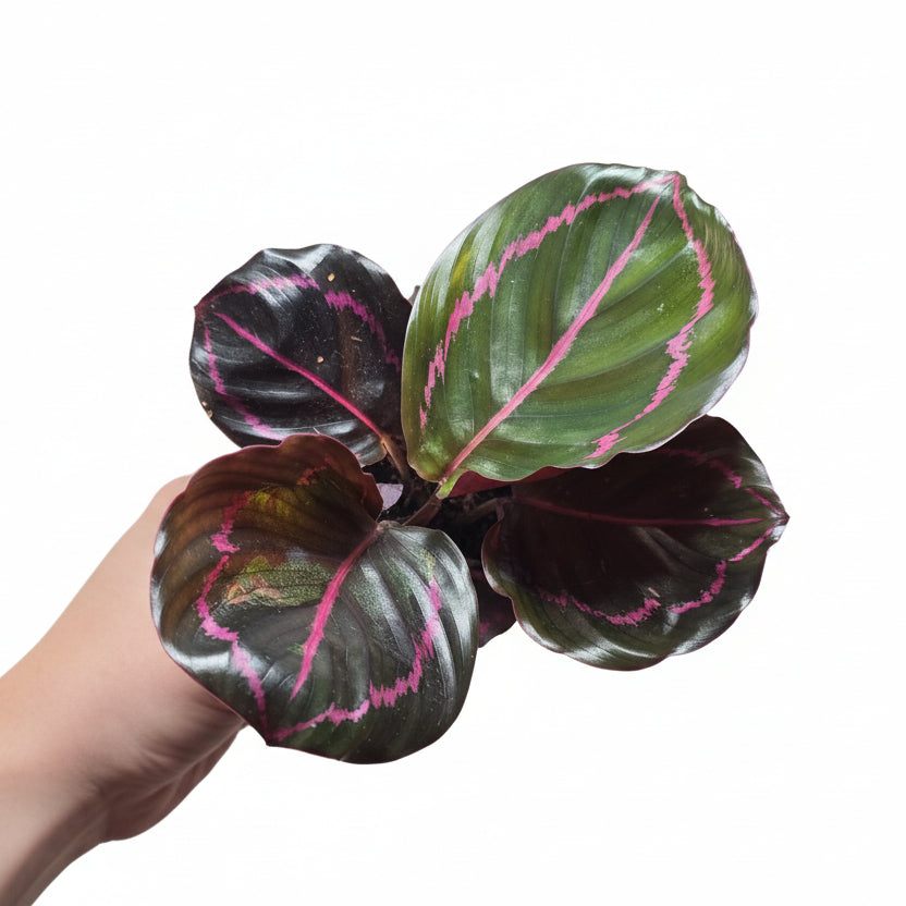 Calathea ‘Dottie’ – Dark Foliage Prayer Plant