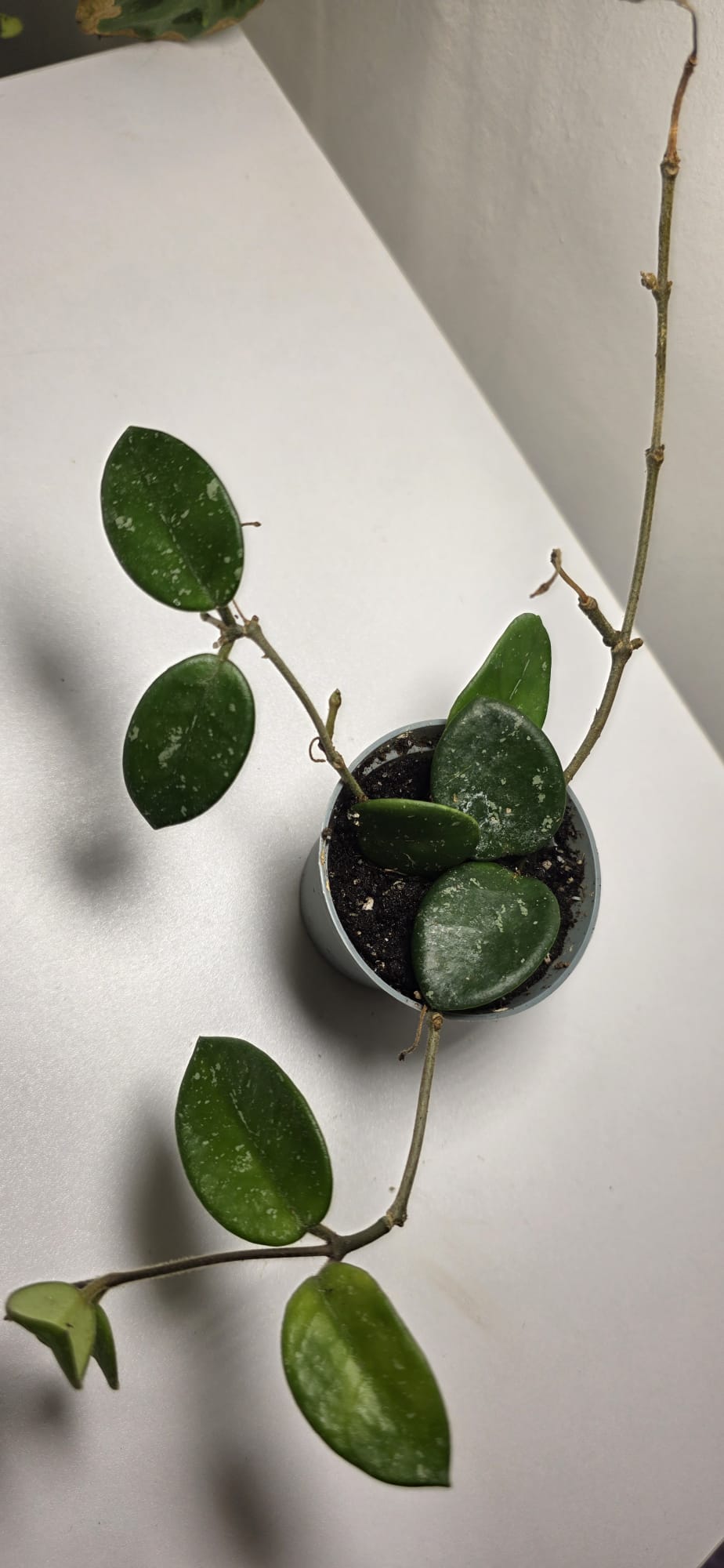 Hoya Mathilde Splash – Variegated Wax Plant