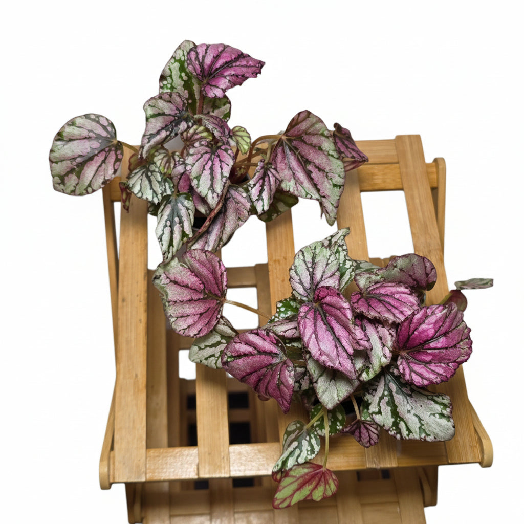 Begonia Rex ‘Hugh McLauchlan’ – 6cm Pot