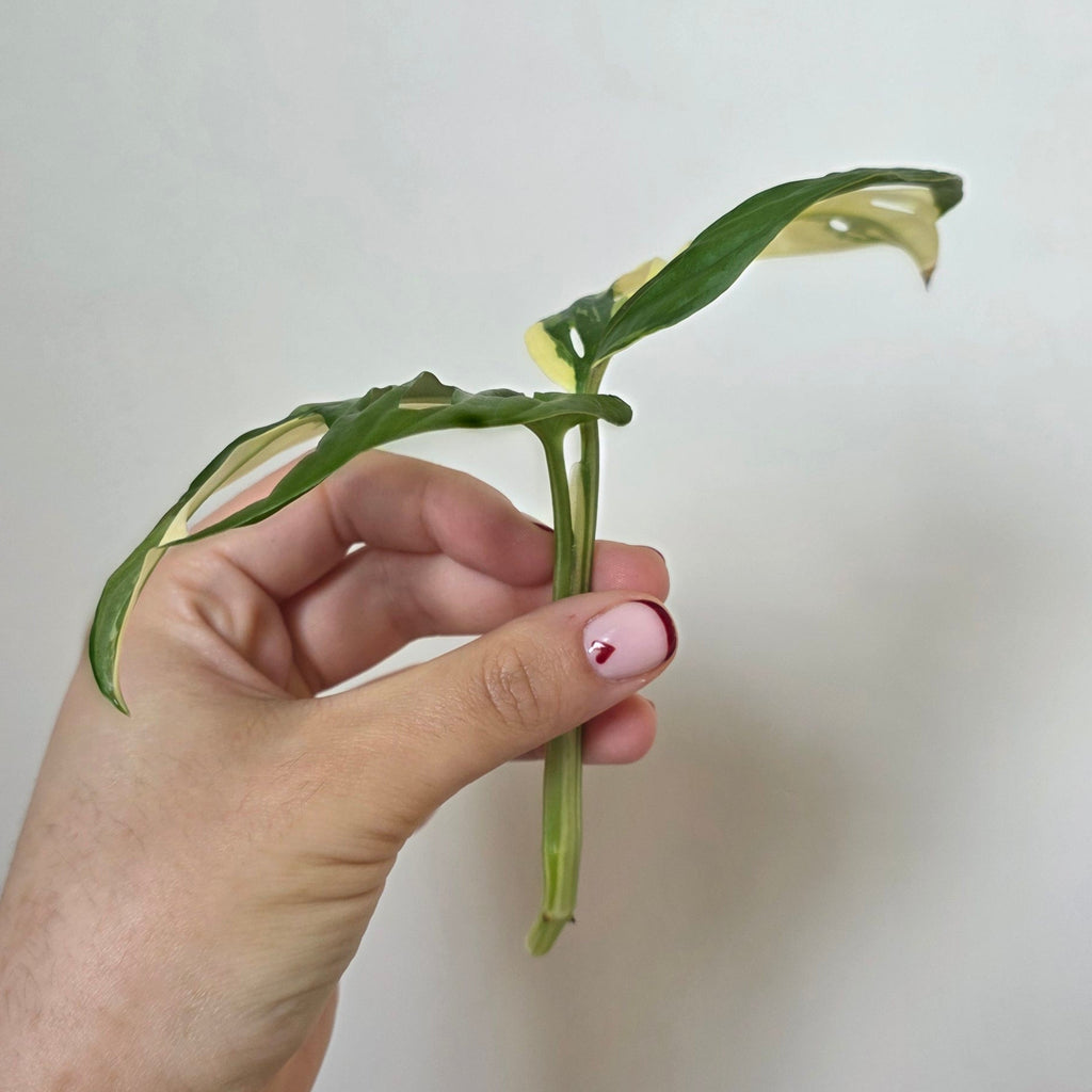Monstera adansonii Albo – Variegated Albo Cutting