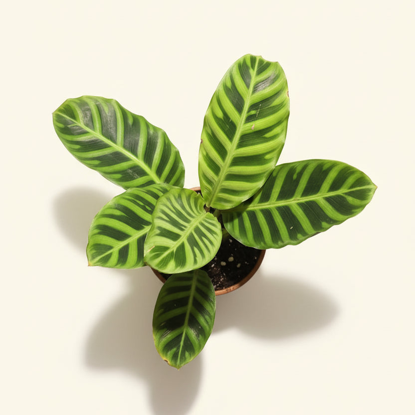 Calathea Zebrina – Zebra Prayer Plant
