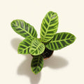 Calathea Zebrina – Zebra Prayer Plant