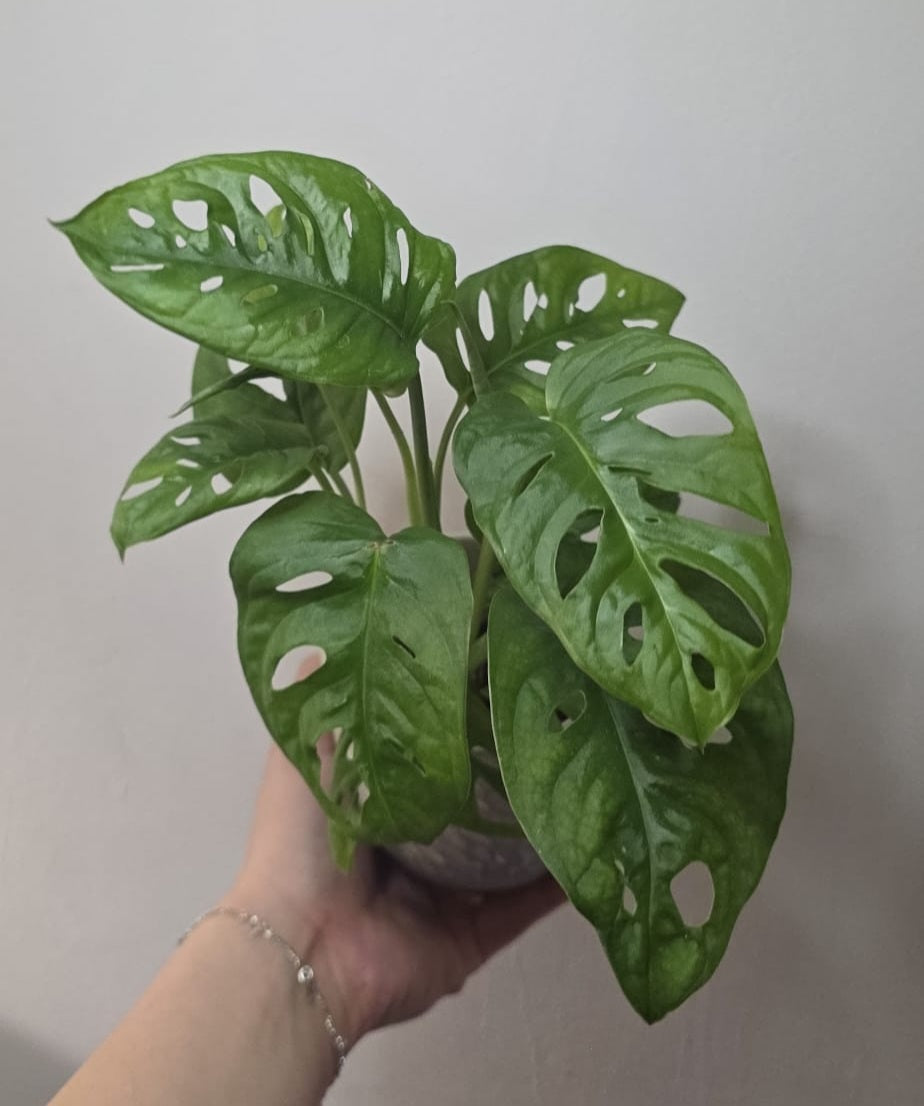 Monstera Adansonii (Swiss Cheese Vine) – 10 cm Pot