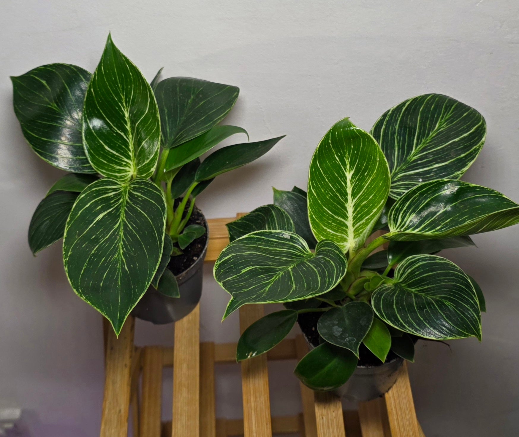Philodendron Birkin – Variegated Philodendron