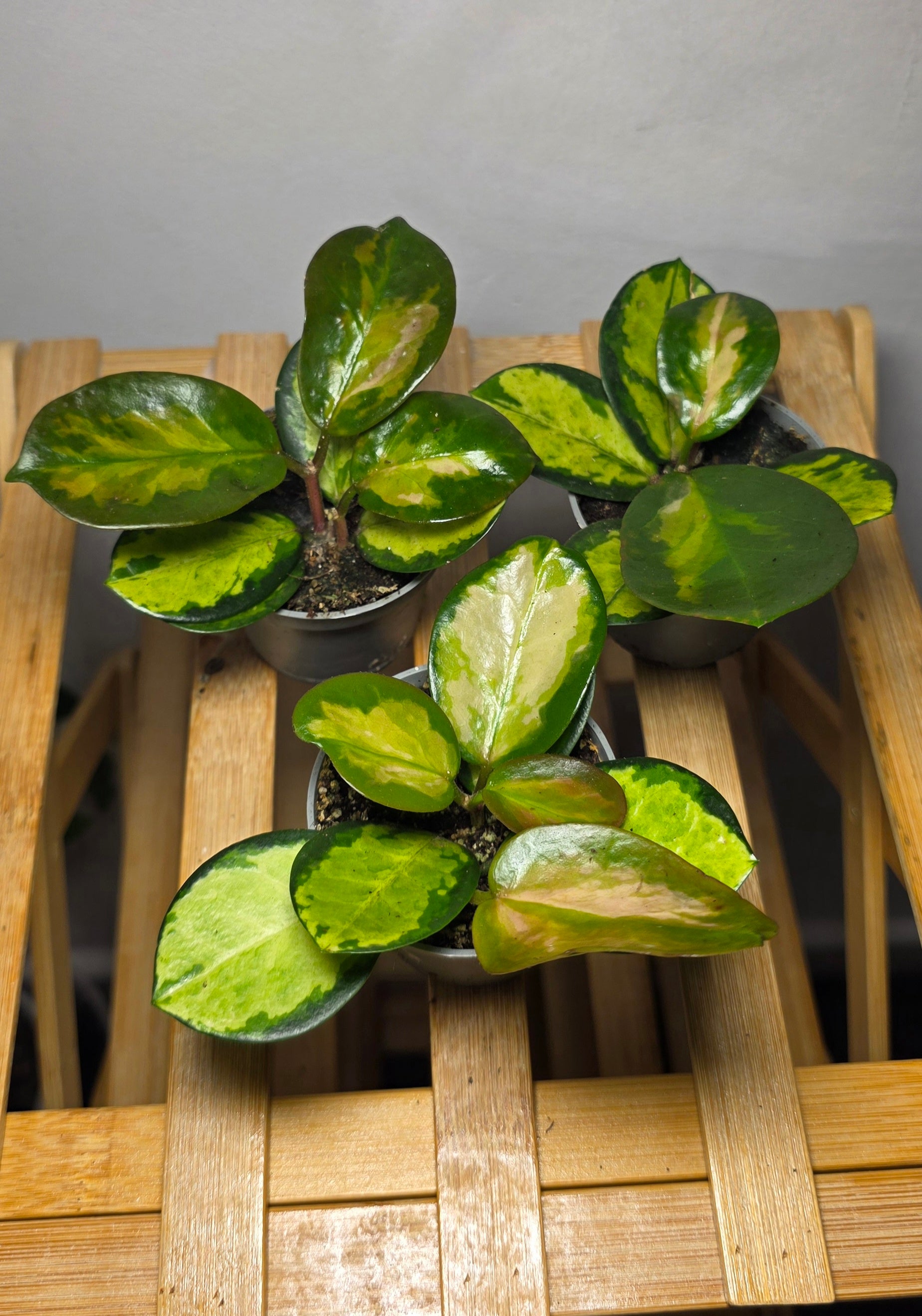 Hoya australis ‘Lisa’ – Variegated Trailing Hoya