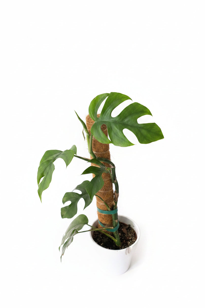 Monstera Minima – Rhaphidophora tetrasperma