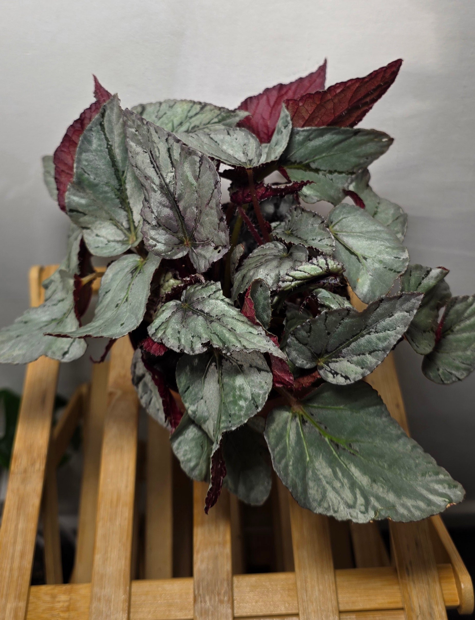 Begonia ‘Arctic Breeze’ – Silver Foliage Begonia