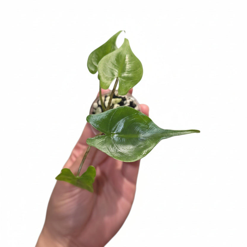 Alocasia Stingray – Unique Tropical Houseplant