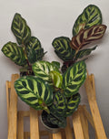 Calathea makoyana – Peacock Prayer Plant