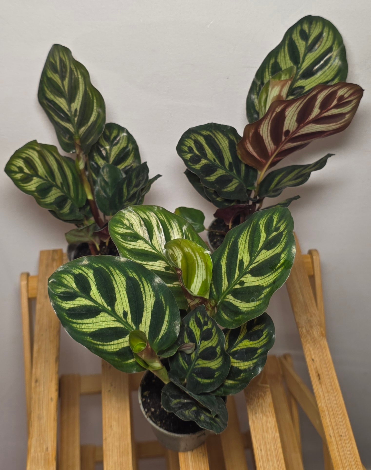 Calathea makoyana – Peacock Prayer Plant