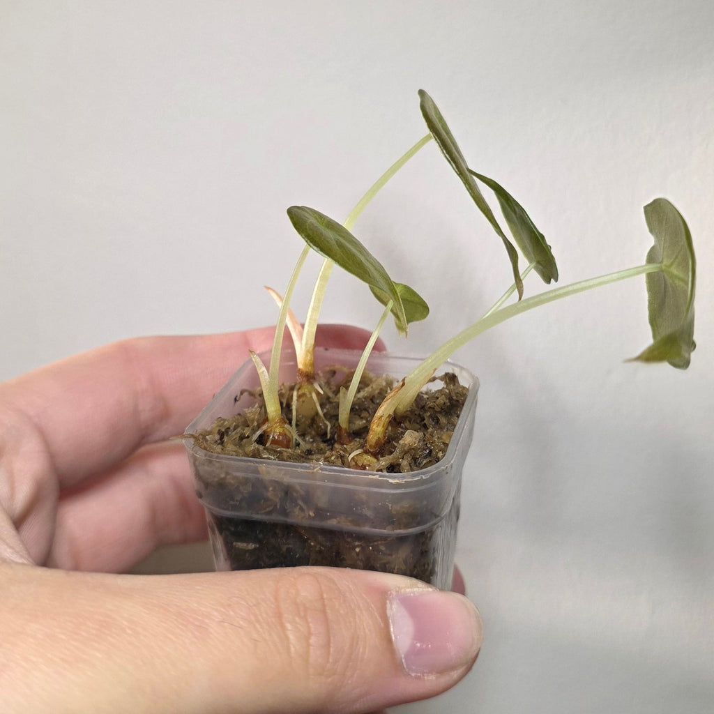 Alocasia Cuprea ‘Red Secret’ Pups – Baby Alocasia Starter Plants