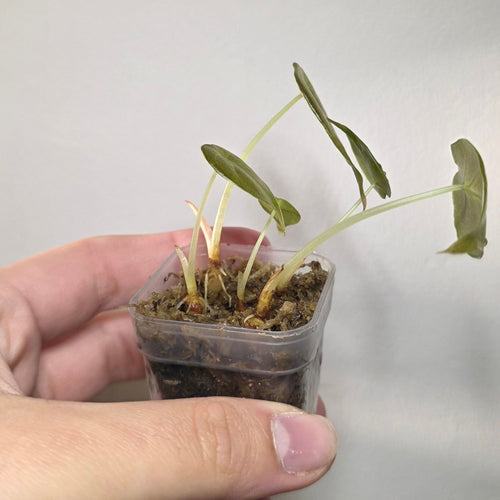 Alocasia Cuprea ‘Red Secret’ Pups – Baby Alocasia Starter Plants