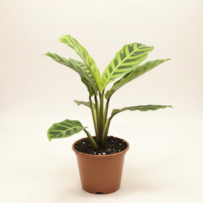 Calathea Zebrina – Zebra Prayer Plant