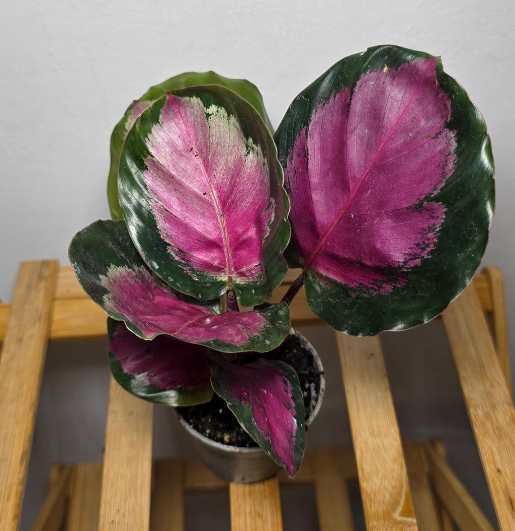 Calathea roseopicta ‘Crimson’ – Crimson Prayer Plant