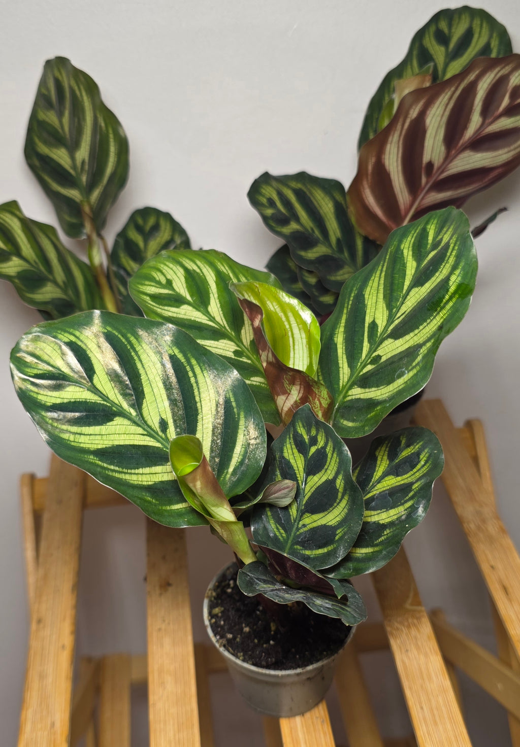 Calathea makoyana – Peacock Prayer Plant