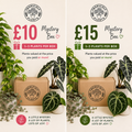 Plant Mystery Box 🌿