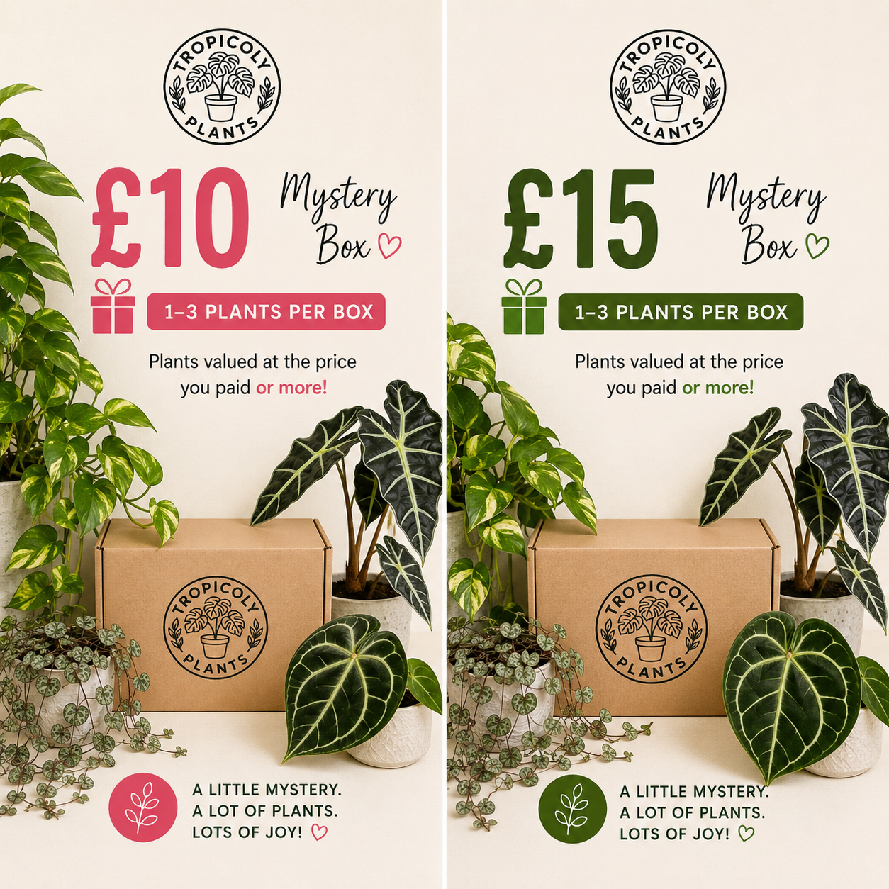 Plant Mystery Box 🌿