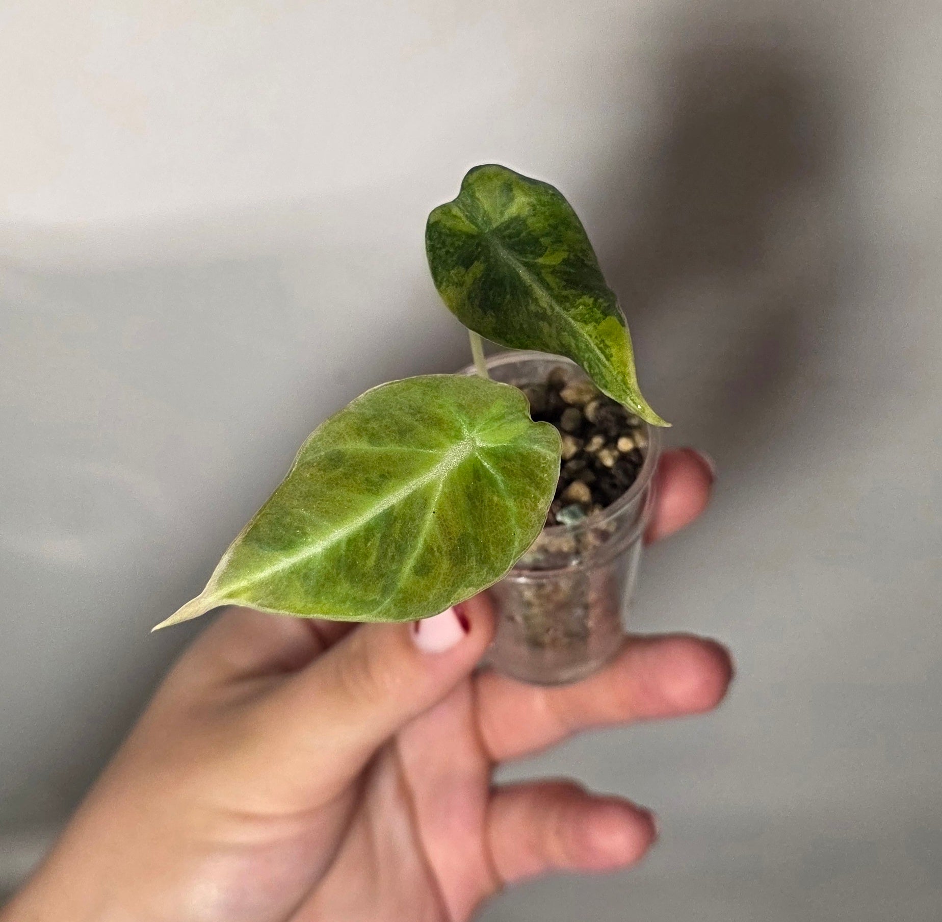 Alocasia Black Velvet Aurea – Rare Yellow Variegated Jewel Alocasia