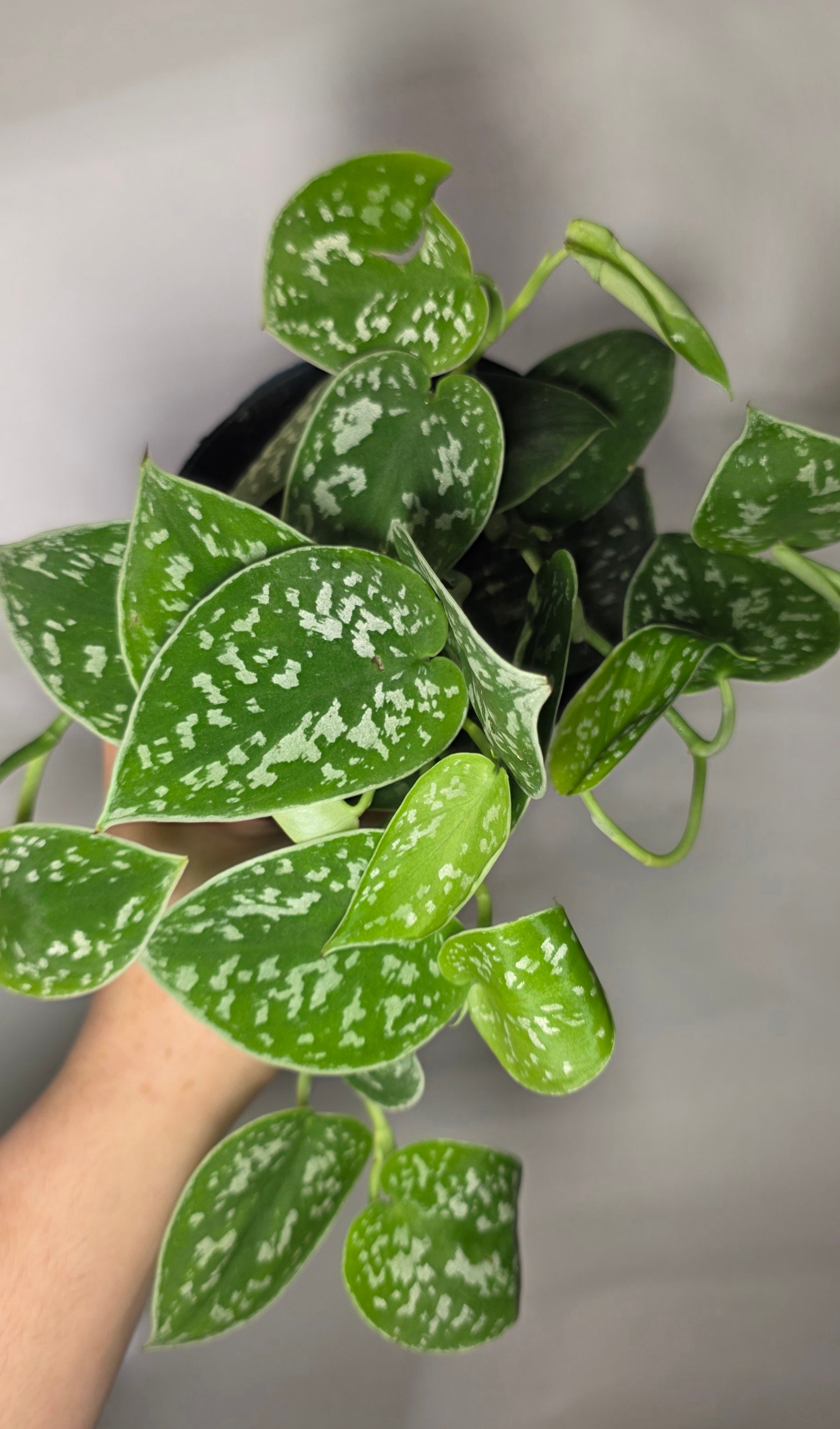 Scindapsus Pictus ‘Argyraeus’ – Satin Pothos