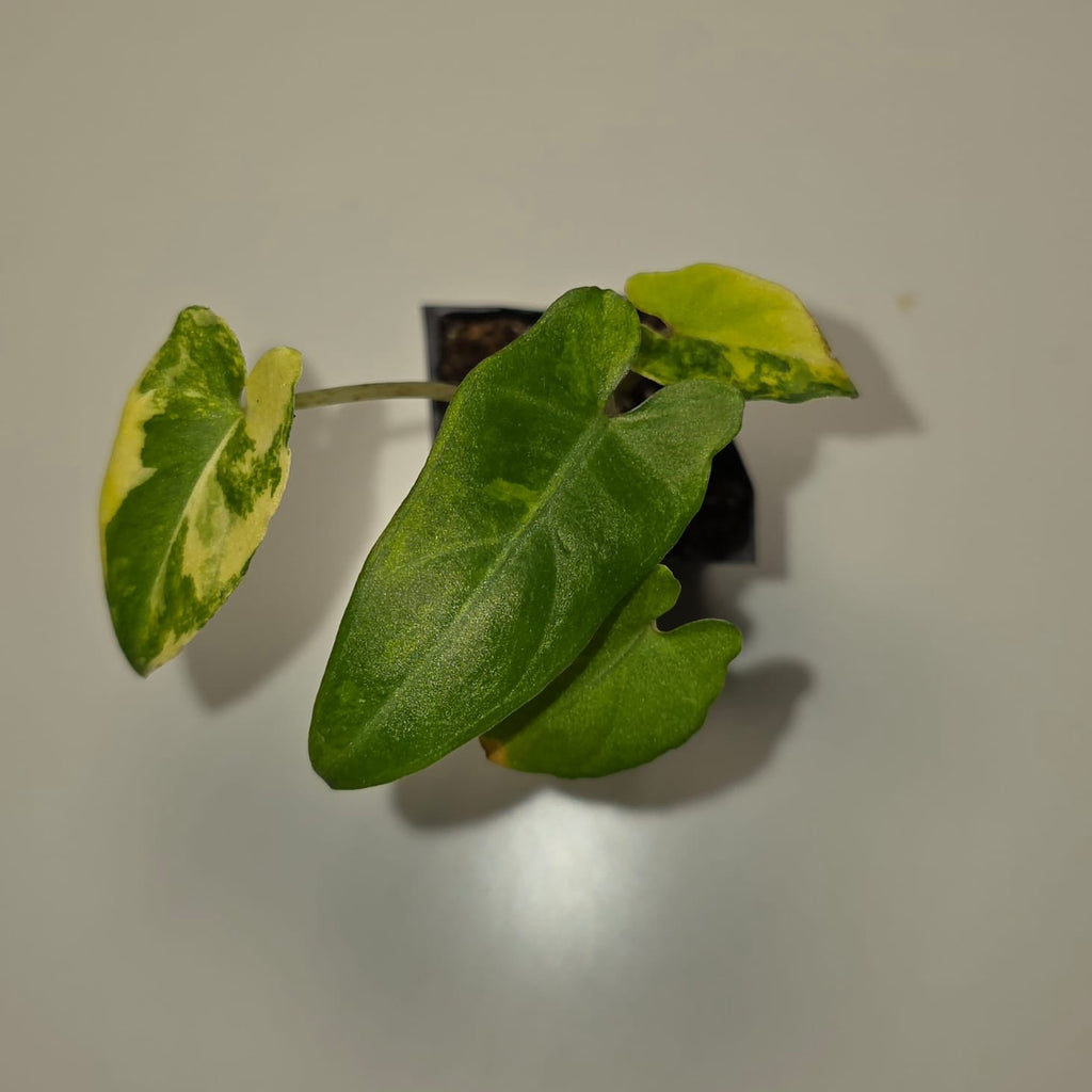 Alocasia Lauterbachiana Aurea Variegated – Rare Variegated Alocasia