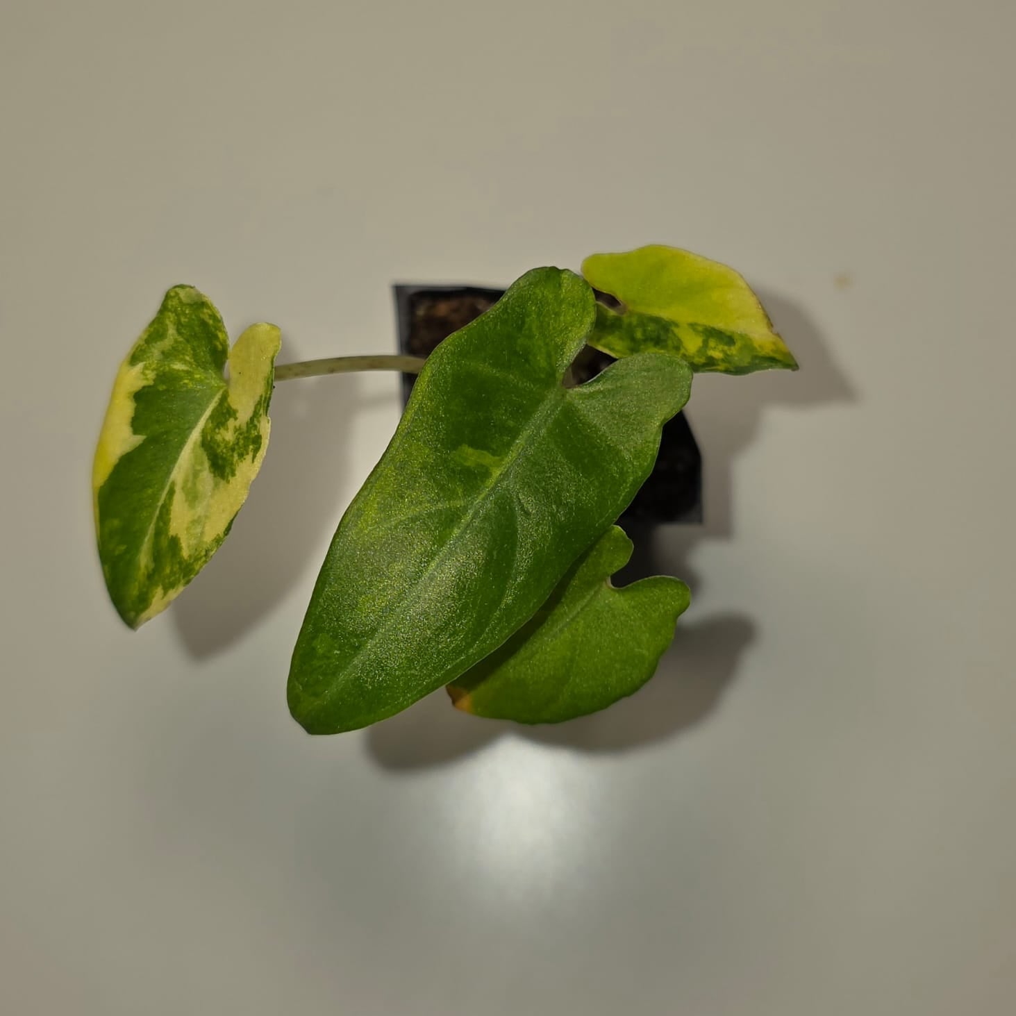 Alocasia Lauterbachiana Aurea Variegated – Rare Variegated Alocasia
