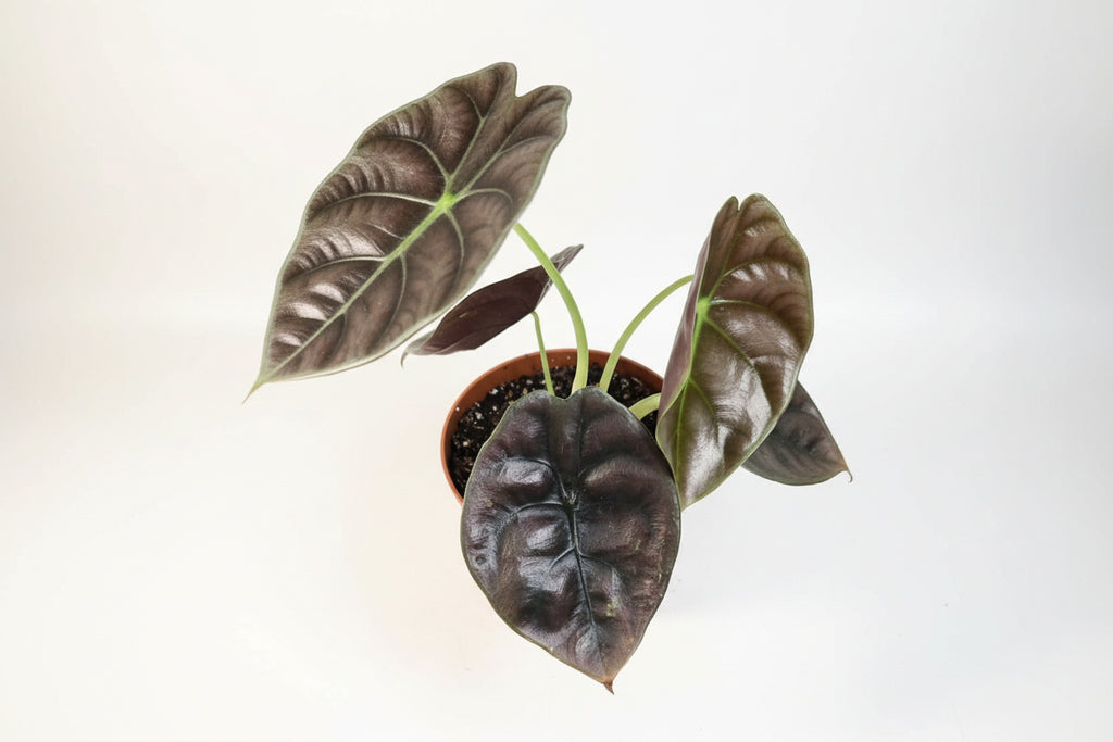 Alocasia Cuprea ‘Red Secret’ – Metallic Jewel Alocasia