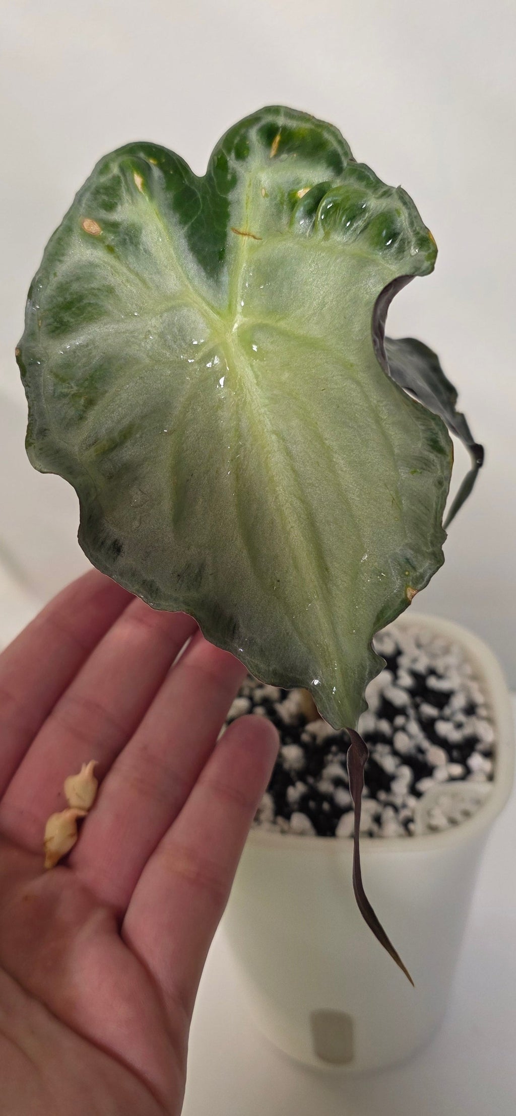 Alocasia Venom Corm – Rare Alocasia Starter
