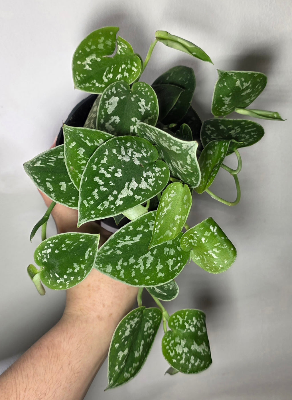 Scindapsus Pictus ‘Argyraeus’ – Satin Pothos