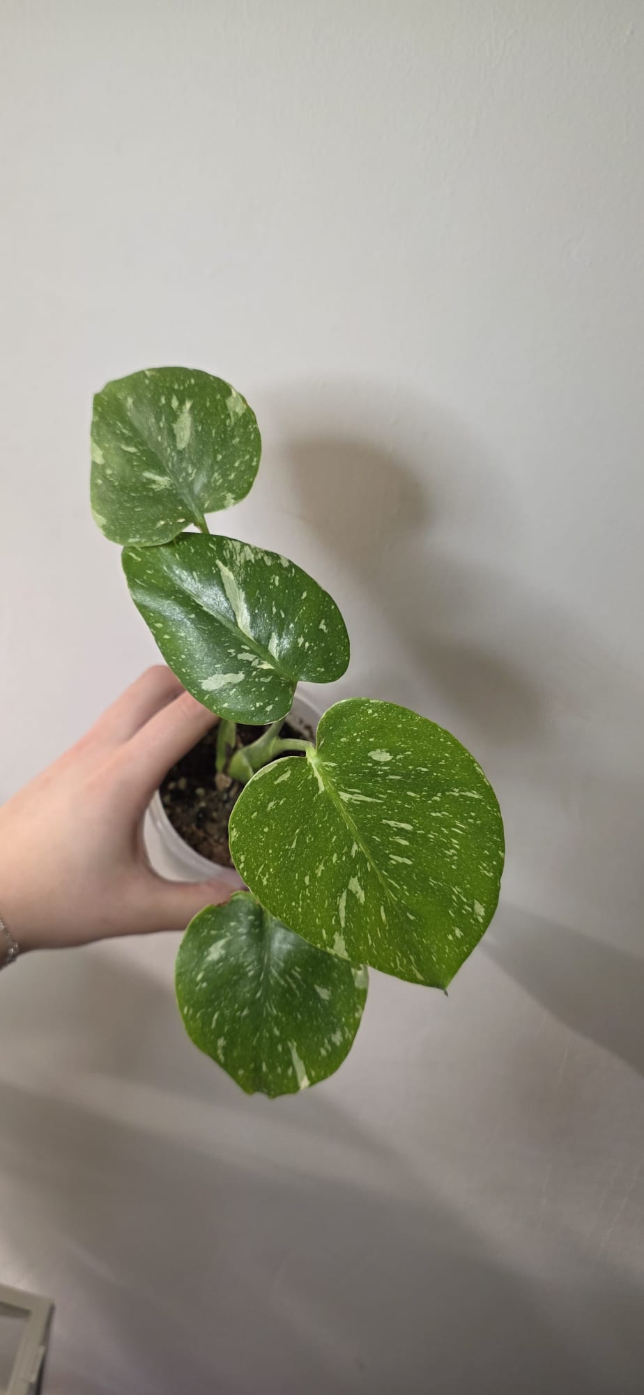 Monstera Thai Constellation – Variegated Plant in 10–12 cm Pot