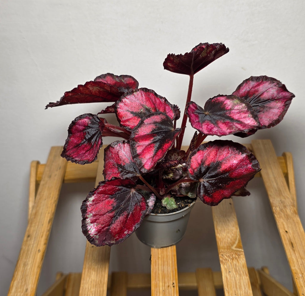 Begonia Rex ‘Red Kiss’ – 6cm Pot