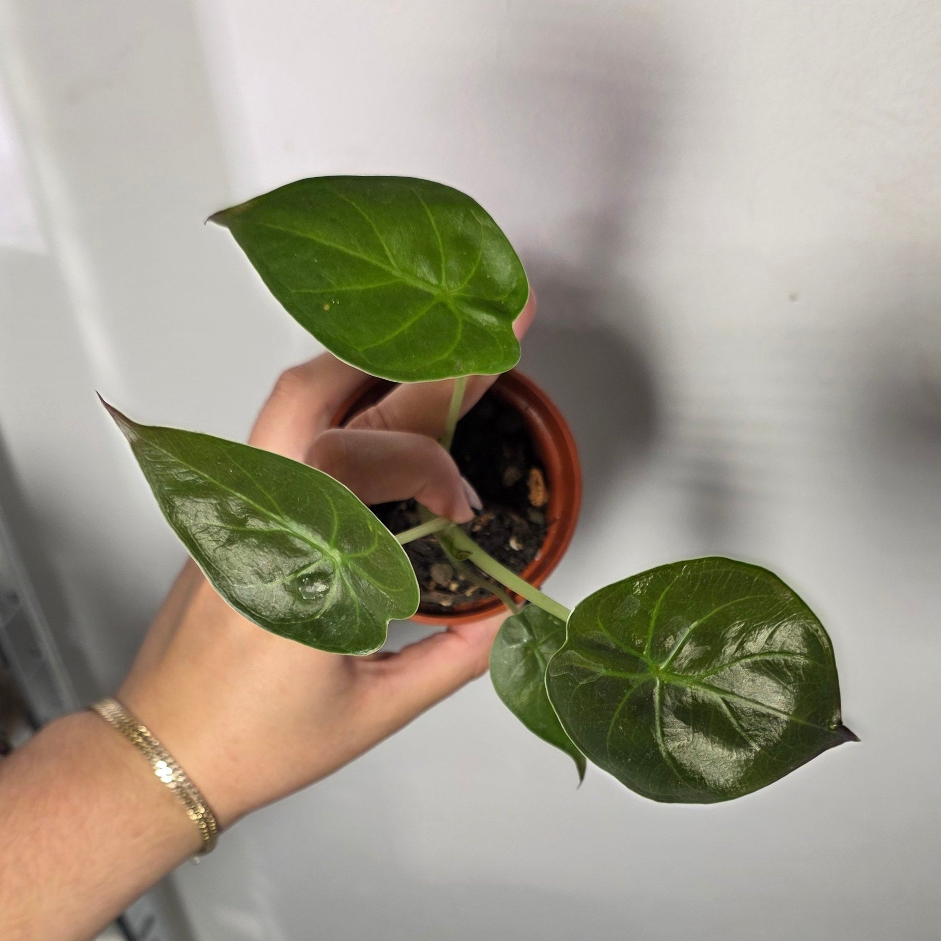 Alocasia Wentii – Hardy Upright Alocasia