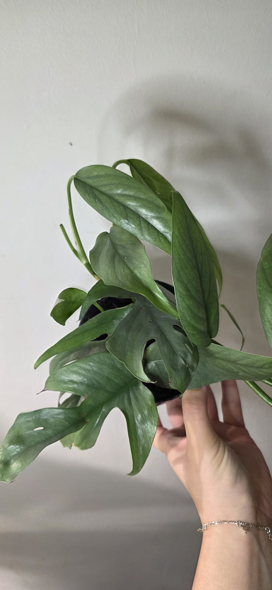 Cebu Blue (Epipremnum pinnatum) – 12 cm Pot