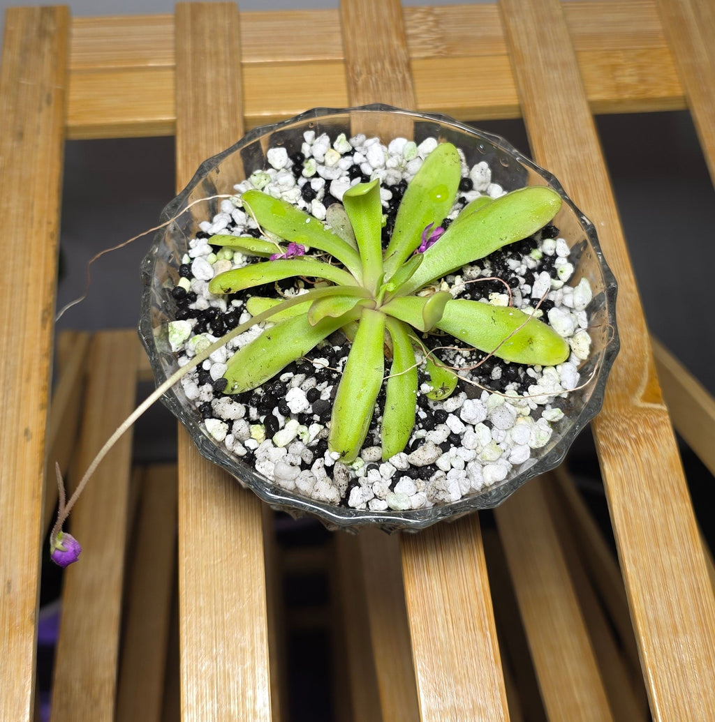 Pinguicula in Glass Bowl – Butterwort Carnivorous Plant