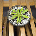 Pinguicula in Glass Bowl – Butterwort Carnivorous Plant