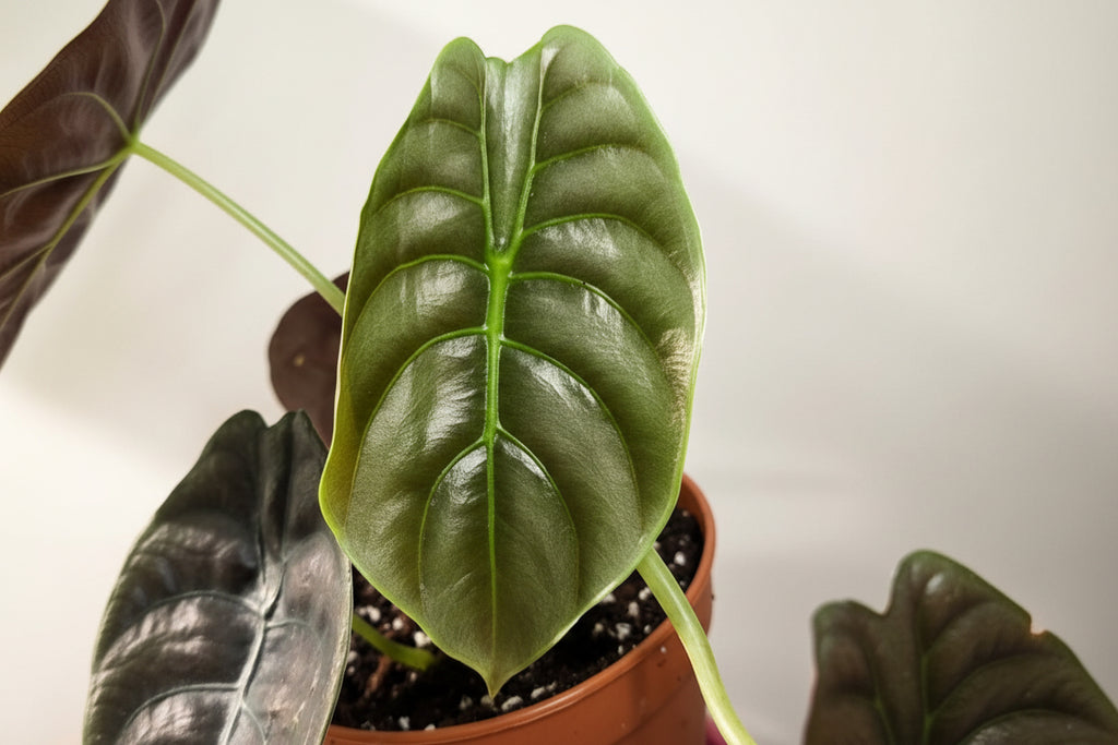 Alocasia Cuprea ‘Red Secret’ – Metallic Jewel Alocasia